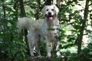 Tramin Curly-Sue
