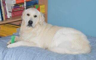 Iggy Rufus Stastny