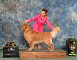 BOSS Ambertru's If Nott For You CW-SP S ATD