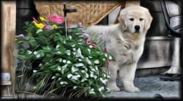 SweetGold's Jitterbug