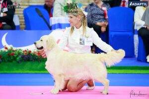 (C.I.E) Butterfl'Highland Light The Show Benelux