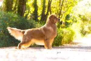 PanCh BrJrCh Golden Sunset's Lord Brownie PanCh BrJrCh Golden Sunset's Lord Brownie
