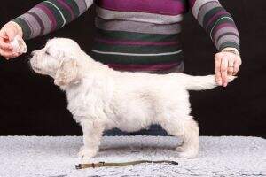 Expert Maximus Evigold Expert Maximus Evigold
