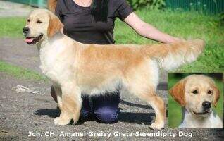 CH. Amansi Greysi Greta Serendipity Dog CH. Amansi Greysi Greta Serendipity Dog