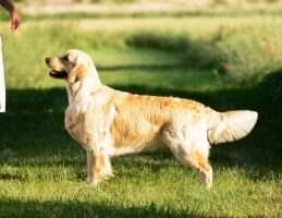 Pl.Ch DEEPLY MADLY Loyal Gold