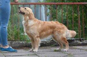 DEFINITELY MAYBE Loyal Gold
