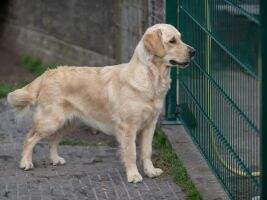DOUBLE TROUBLE Loyal Gold