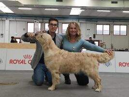Ch ViceEW19 Double Willow Golden Mate Ch ViceEW19 Double Willow Golden Mate