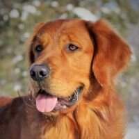 Ridgeway Sibbald's Backwood's Ranger