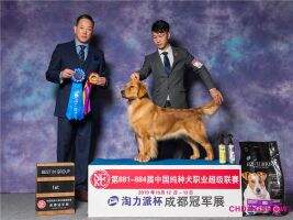 PRC-CH Tinyipets' Jasper Fell From The Sky