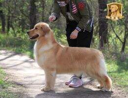 CN.CH SWEETY GIFT OF HOTDOG KENNEL