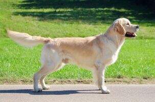 Adsum Distinctus Pro Cane Bono