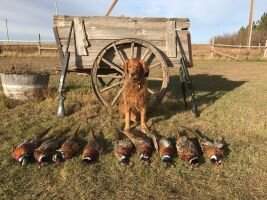 Redtails Ruff N Tumblin Tucker