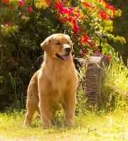 BISTOL ELEGANTE VALENTINO DOG