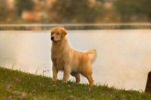 BRISTOL GOLDENS PARIS NORTHON