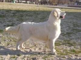 hatara de fourgeron