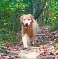 Golden Clover's Audible for Atticus CGCA TKN SN-C