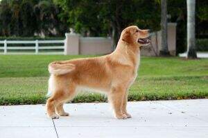 Leongolden Choosy Mothers Choose Jiff