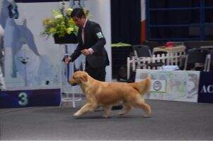 Legacy Golden Abba Legacy Golden Abba