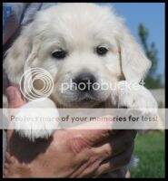 D'Lynn Sophia Belle Of The Ball