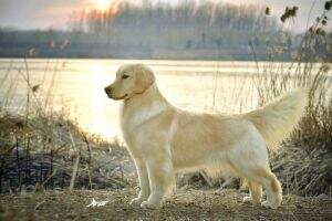 The Glassy Surface of the Lake of hotdog kennel