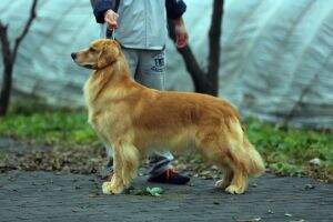 someone like joe of championship kennel