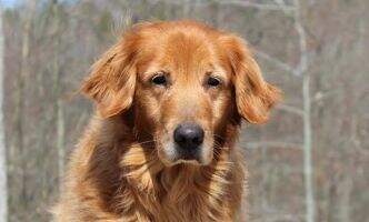 Sophie's Golden Montana