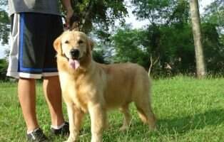 Chiots D'Or Agnnes Ursula Chiots D'Or Agnnes Ursula
