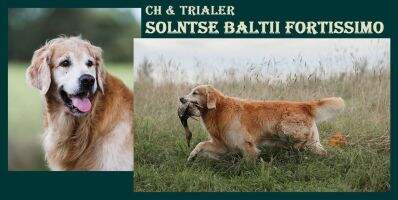 J Rus CH Rus CH RKF Club Winner Grand Ch Rus CH Vet Rus CH Vet RKF Solntse Baltii Fortissimo FT-Duck, Bl.Tr. J Rus CH Rus CH RKF Club Winner Grand Ch Rus CH Vet Rus CH Vet RKF Solntse Baltii Fortissimo FT-Duck, Bl.Tr.