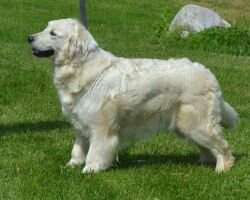 Rondy's Gabby