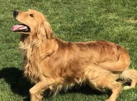 Air Bud of Willowbrook