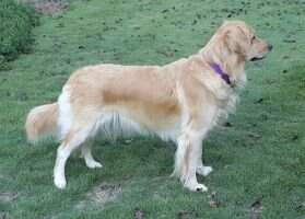 Sewell's Golden Princess Zoey