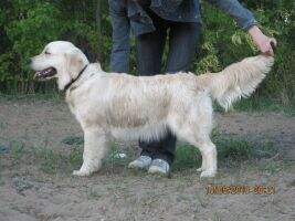 JRUS CH RUS CH Goldenfinder Ivona Joy of Liberty