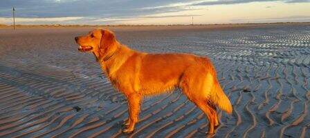 Limetrees Golden Be Easy