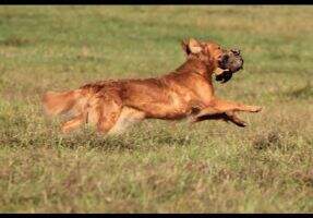 SHR Turbo Pawsitively Xtra Fine