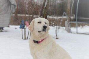 Winter Of Walter Family Goldens Winter Of Walter Family Goldens