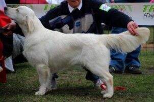 Xirri Goldenpack Marty