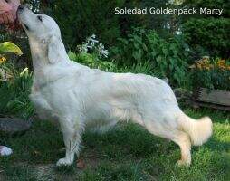Soledad Goldenpack Marty