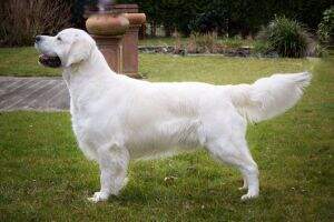 Murphy von der Ivangsheide