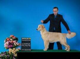 BRISTOL GOLDENS DARLYN
