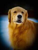 Sunkissed All In Good Fun CGCA
