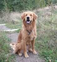 Limetrees Golden Cooper