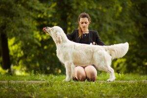 res. Puppy Eeuropean Winner, j.Pl. Winner, j.Pl.Ch. Ro.Ch. CACIB Brigitte Bardot Szczesliwy Slon