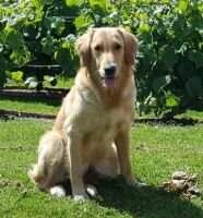 Cawood Duca Cawood Duca