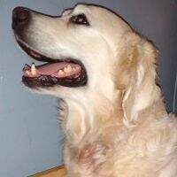CH/Rus Heavenli Lab Elana
