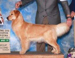 SweetGold Riverdance