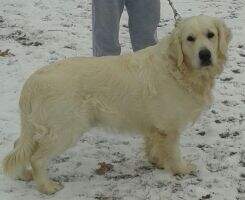 Dierkens 4 Ever Lovin Goldens Benjamin
