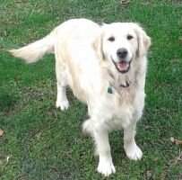 Dierkens 4 Ever Lovin Goldens Tilly