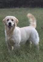 Danberry Harriet's Rolling Thunder