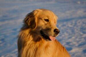 Goldiva's PoeticGold August on Swift River BN CGCA
